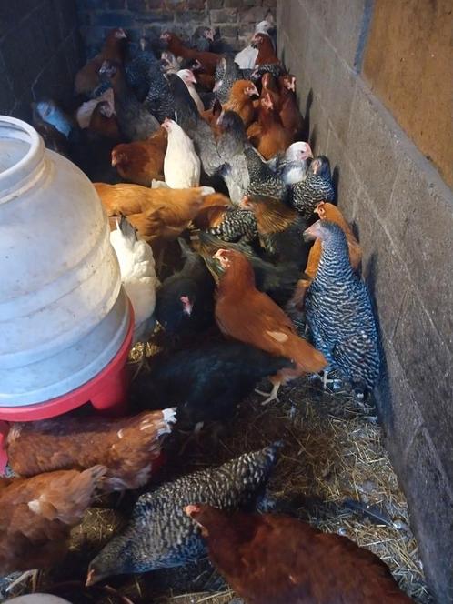 Legkippen Brakel, Dieren en Toebehoren, Pluimvee