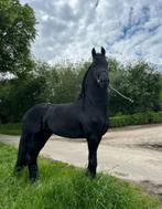 Fries, Dieren en Toebehoren, Paarden, Ruin