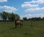 Gezocht wei te huur omgeving Heusden-Zolder, Dieren en Toebehoren, Paarden, Ruin