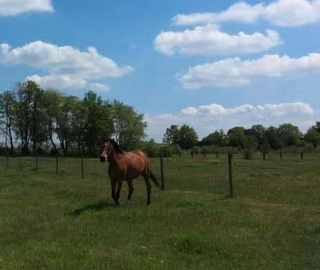 Gezocht wei te huur omgeving Heusden-Zolder, Dieren en Toebehoren, Paarden, Ruin