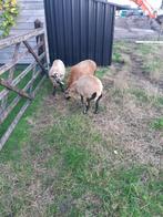 Kameroen schapen, Dieren en Toebehoren, Schapen, Geiten en Varkens