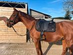 Te koop!!, Hengst
