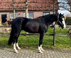 4 jarig aqha hengst, Étalon, Débourré