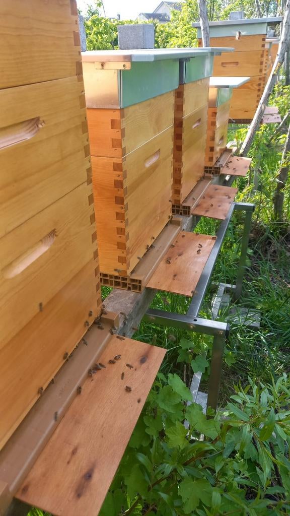 Essaims d'abeilles- essaim d'abeille., Enlèvement