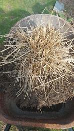 Siergras, gratis op te halen., Jardin & Terrasse, Plantes | Jardin, Enlèvement, Plante fixe, Graminées ornementales