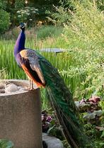 Pauwen, Dieren en Toebehoren