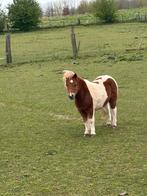 Pony’s veulens van 2025, Dieren en Toebehoren, Pony's, Merrie, A pony (tot 1.17m), Onbeleerd, Gechipt