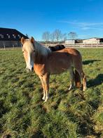 Haflinger merrie, Dieren en Toebehoren, Paarden, Merrie, Recreatiepaard