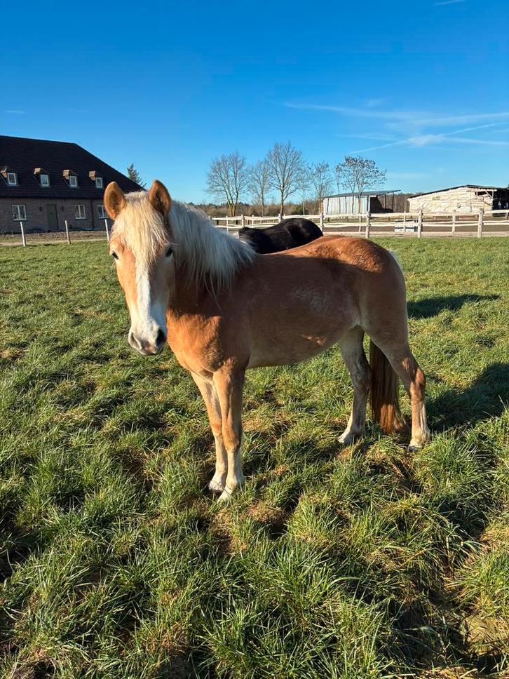 Haflinger merrie, Animaux & Accessoires, Chevaux, Jument, Cheval de récréation