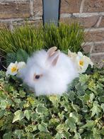 Leeuwenkop dwergkonijntjes, Dieren en Toebehoren