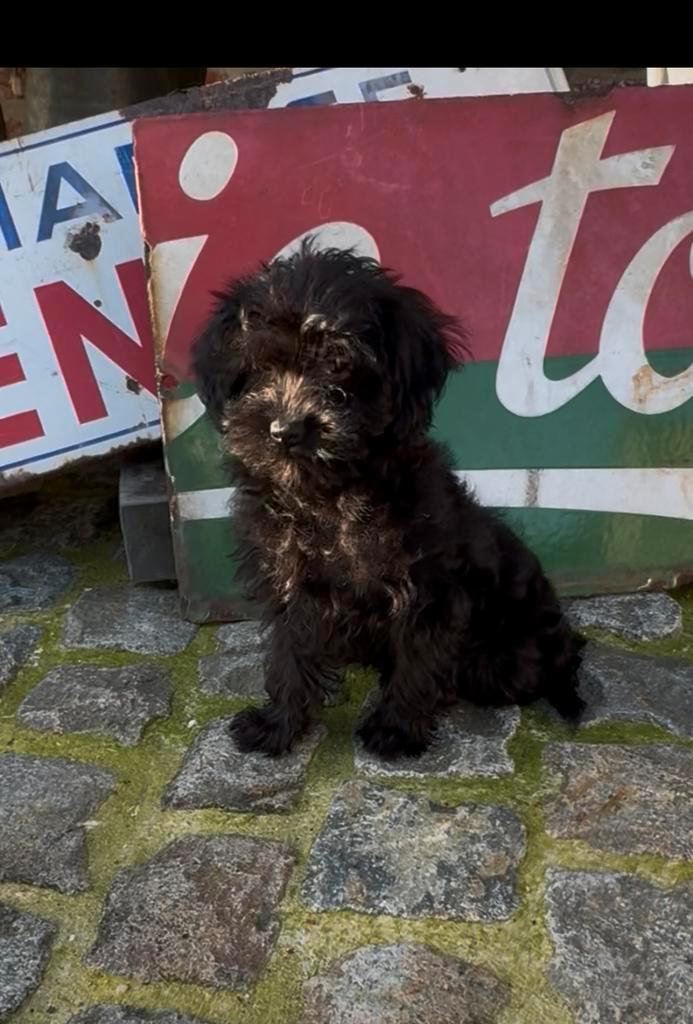 Zwarte yorkipoo puppy reutje, Dieren en Toebehoren, Honden | Niet-rashonden, Klein, Reu, Fokker | Professioneel, Eén hond, België
