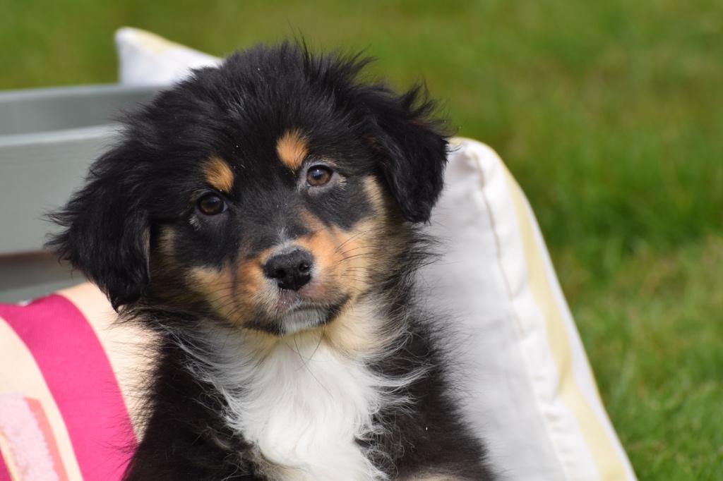 Australische herder pups aussi, België, 8 tot 15 weken, Parvo, Meerdere