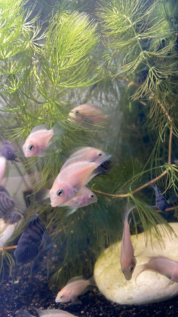 Platinum convict cichliden, Dieren en Toebehoren, Vissen | Aquariumvissen, Zoetwatervis, Vis