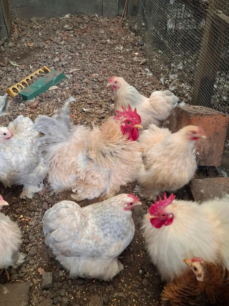 Broedeitjes cochin isabel