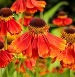 Helenium moerheim beauty, Enlèvement, Plein soleil