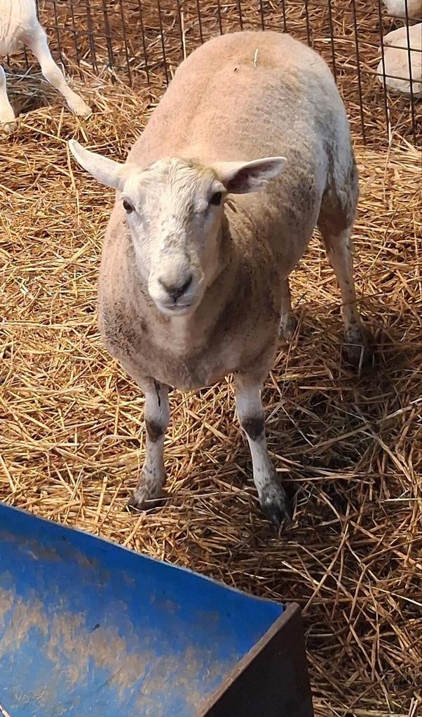 Ooi te koop, Dieren en Toebehoren