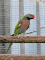 Rozeborstbaardparkiet, Dieren en Toebehoren, Tam