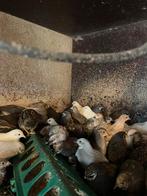 Chinese kwartels, Dieren en Toebehoren