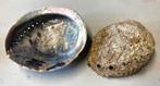 Twee grote abalone schelpen, Enlèvement ou Envoi, Coquillage(s)