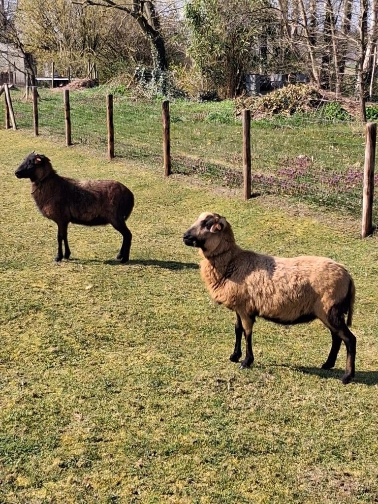 2 ooien (Kameroen schapen) van 2,5 jaar oud weg te geven, Dieren en Toebehoren, Vrouwelijk, Schaap, 0 tot 2 jaar