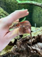 rhacodactylus auriculatus gargoyle gecko NK 2025, Animaux & Accessoires, Reptiles & Amphibiens, Autres espèces, Domestique, 0 à 2 ans