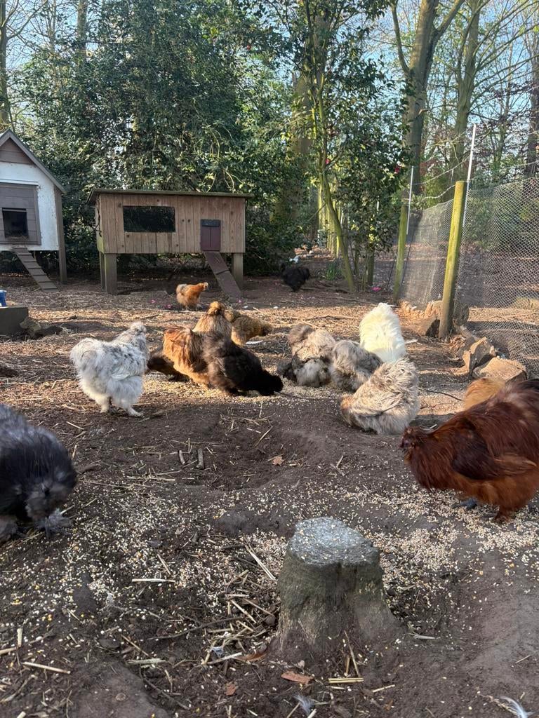 Broedeieren USA zijdehoen ( GRATIS VERZENDING), Dieren en Toebehoren, Kip