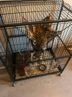 Ratten met kooi, Dieren en Toebehoren, Rat, Mannelijk, Mei, Tam