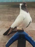 Mooie koppel kwijkrijp, Dieren en Toebehoren, Vogels | Duiven