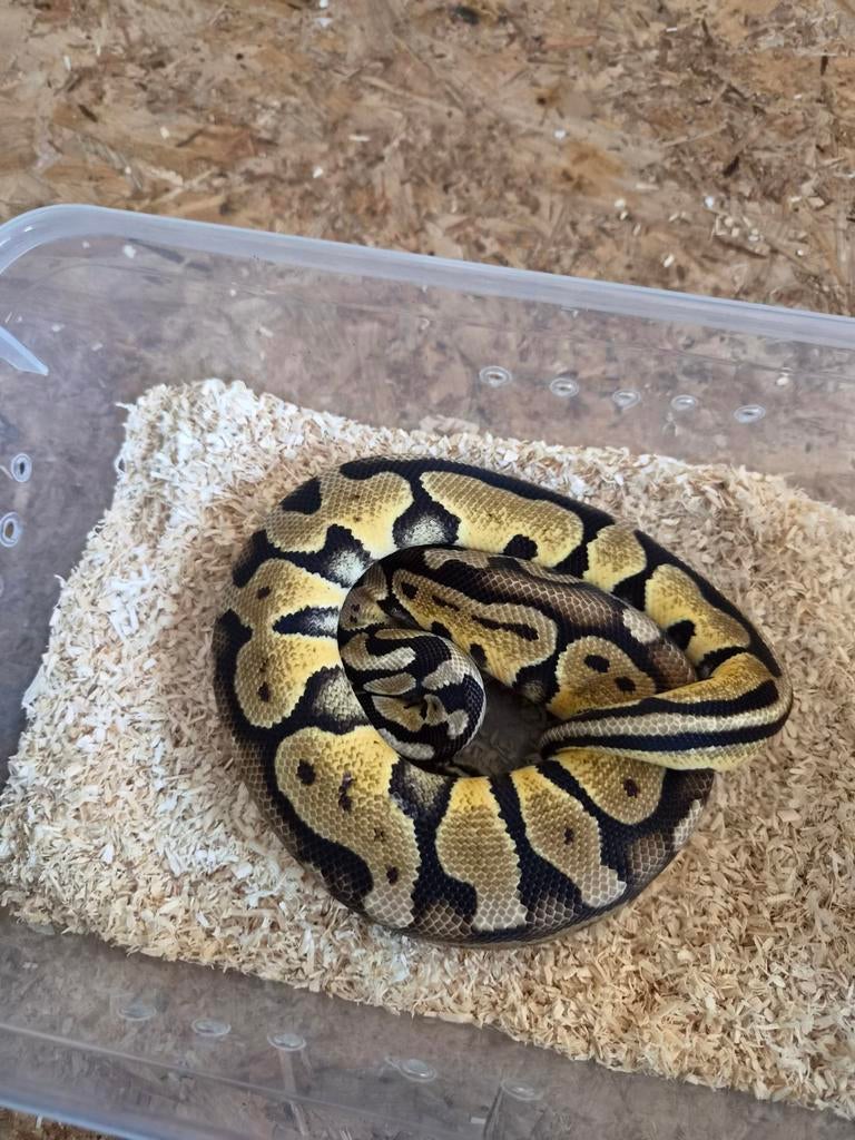 Ball python, Dieren en Toebehoren, Reptielen en Amfibieën