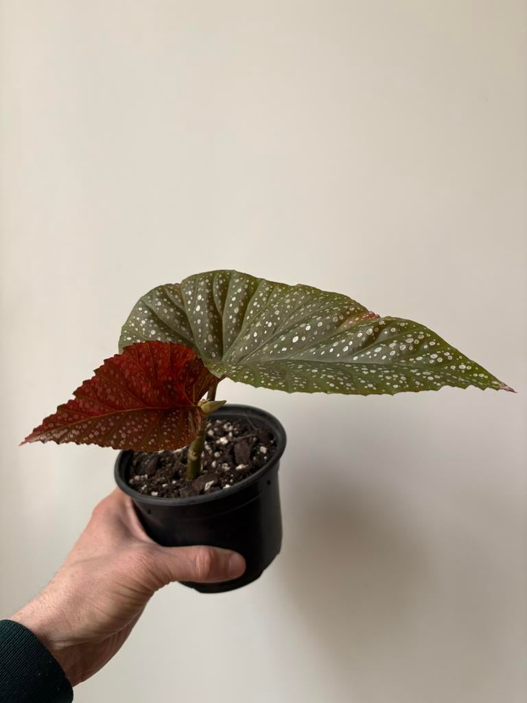 Begonia angel wings, Ophalen
