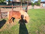Shetland merrie, Dieren en Toebehoren, Paarden, Merrie