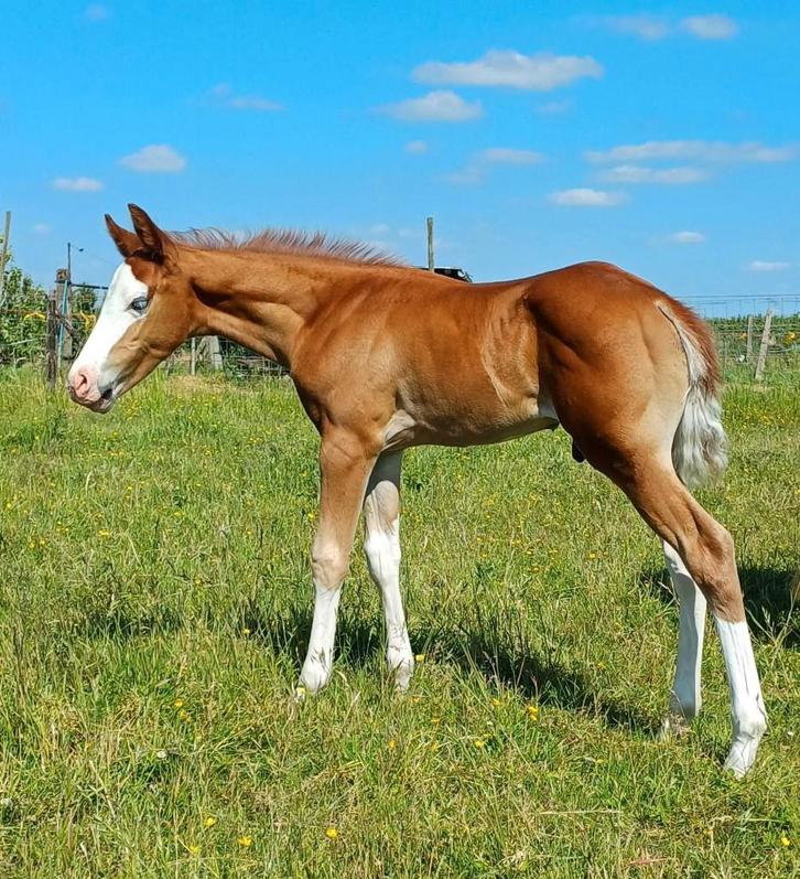 Quarter horse jaarling hengst, Dieren en Toebehoren, Paarden, Hengst, Onbeleerd, Minder dan 160 cm, 0 tot 2 jaar, Westernpaard