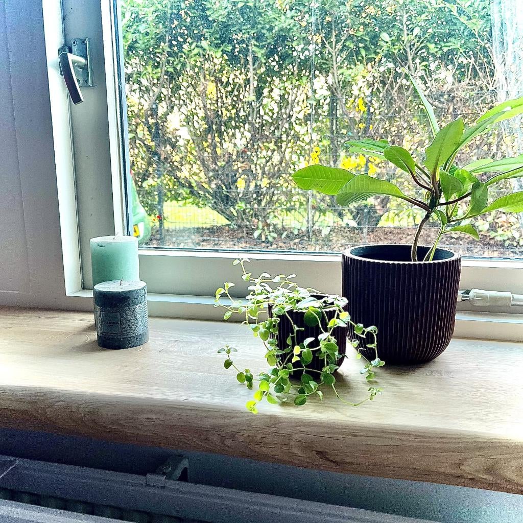 Massief eiken vensterbank | vensterbank | eiken, Bricolage & Construction, Plinthes & Finitions, Neuf, Rebords de fenêtre, Chêne