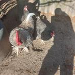 Broedeieren Mechelse koekoek, Dieren en Toebehoren