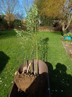 Grands bambous bronzés, en motte, Enlèvement, Plante fixe