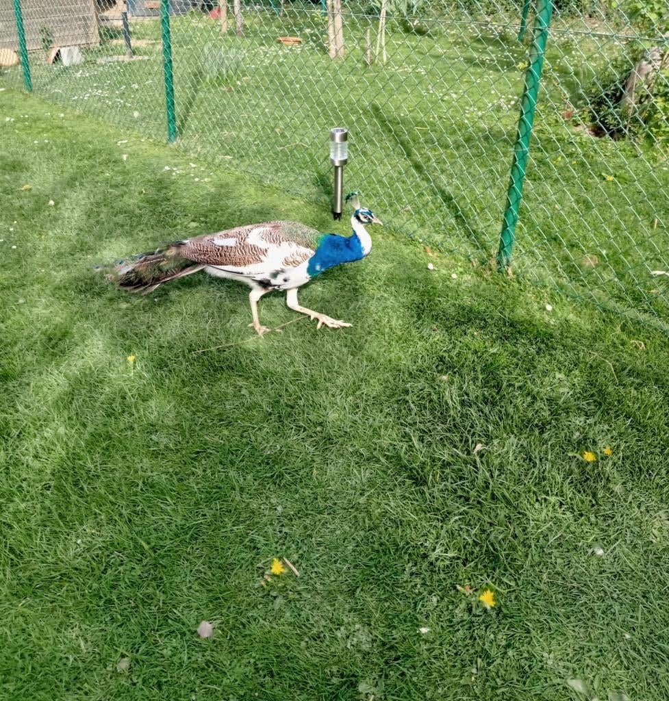 Paon Bleu, Animaux & Accessoires, Oiseaux | Oiseaux Autre, Mâle, Domestique