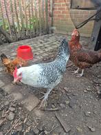 Fries hoen bijna 2j, te koop of ruilen, Dieren en Toebehoren, Vrouwelijk, Kip