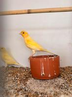 Gele Kanarie Man(nen) te Koop, Dieren en Toebehoren, Mannelijk