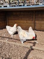 Broedeieren brahma isabel