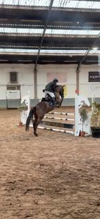 Mooie spaanse springruin- te koop, Dieren en Toebehoren, Ruin, Springpaard