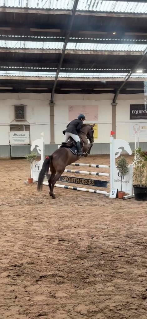 Mooie spaanse springruin- te koop, Dieren en Toebehoren, Paarden, Ruin, Springpaard