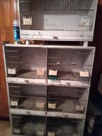 kweekbakken, Dieren en Toebehoren, Kleurkanarie