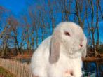Nederlands dwerg hangoor konijntjes, Mâle, Nain, Oreilles tombantes, 0 à 2 ans