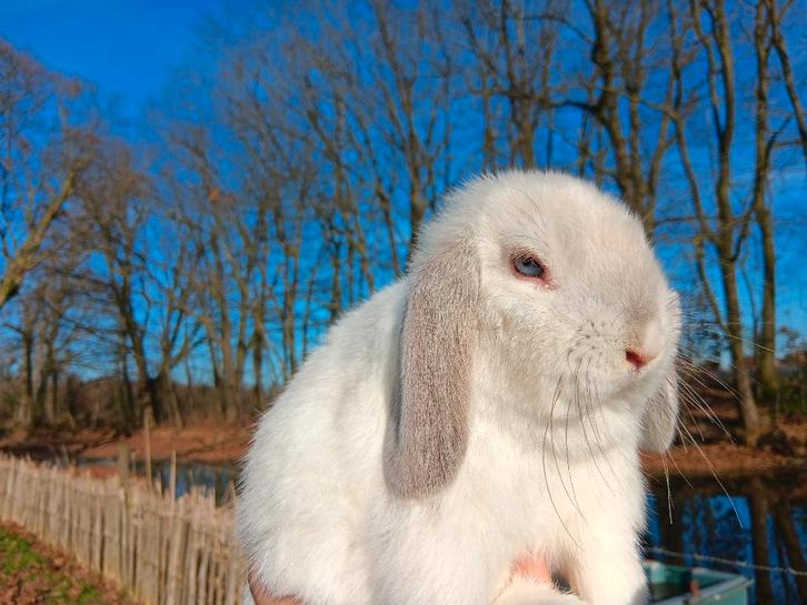 Nederlands dwerg hangoor konijntjes, Dieren en Toebehoren, Konijnen, Dwerg, Mannelijk, 0 tot 2 jaar, Hangoor