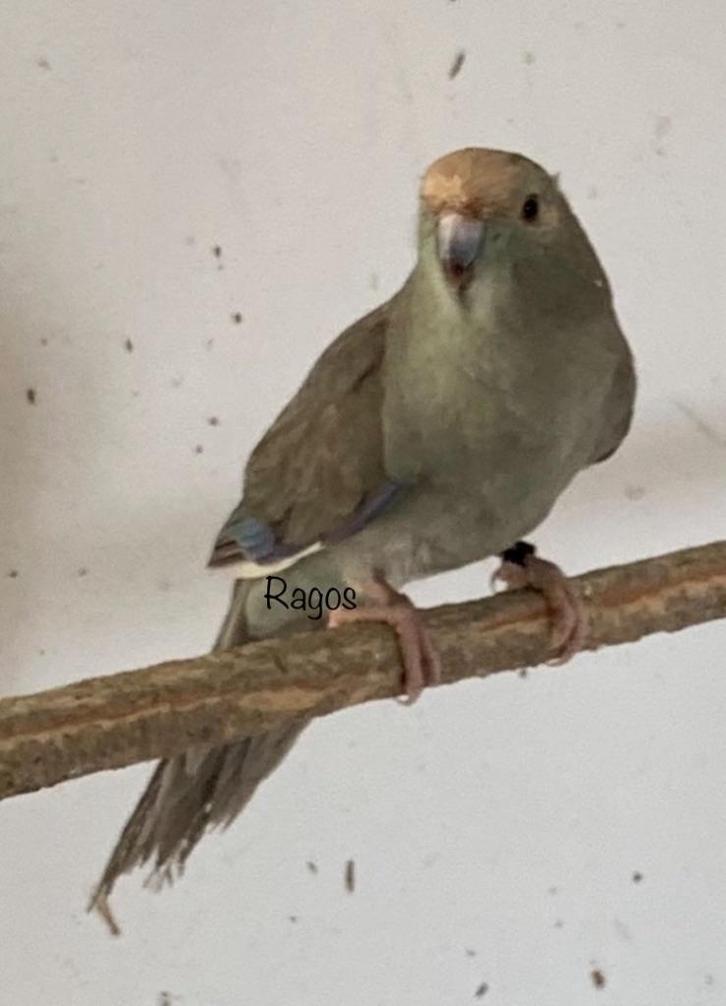 Kakariki kakarikis, Dieren en Toebehoren, Vogels | Parkieten en Papegaaien, Parkiet, Meerdere dieren, Geringd