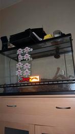 Slang Terrarium, Dieren en Toebehoren, Ophalen, Gebruikt