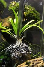 Aquariumplant - Sagittaria subulata (klein pijlkruid), Dieren en Toebehoren, Ophalen of Verzenden, Zo goed als nieuw