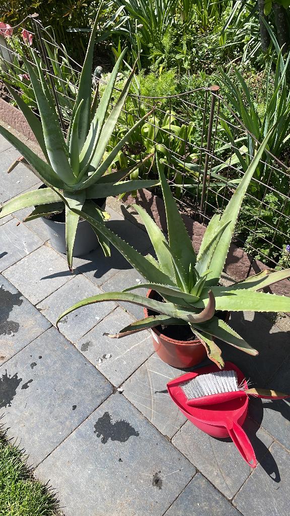 aloë,vlinderstruik,verbena,varen,gogi bes,boragie,graslelie, Ophalen, Vaste plant, Overige soorten