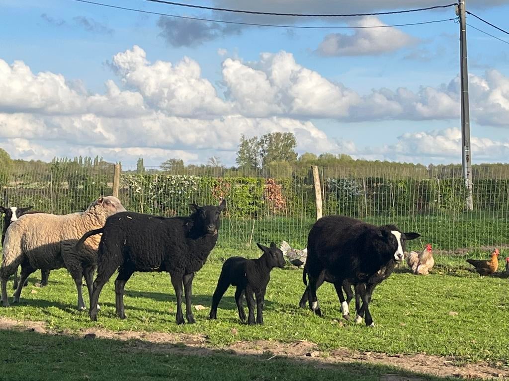 Moer met lam, Dieren en Toebehoren, Runderen, Meerdere dieren, 0 tot 2 jaar