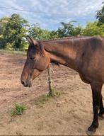 PRE-merrie, Dieren en Toebehoren, Paarden, Merrie, Minder dan 160 cm, Gechipt, Zadelmak